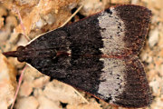 Moth (Geometridae sp zb) (Geometridae sp)